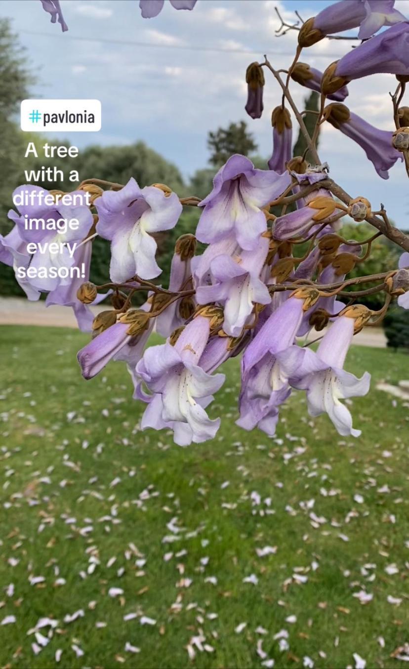 Lavender Farm House Nafpaktos エクステリア 写真