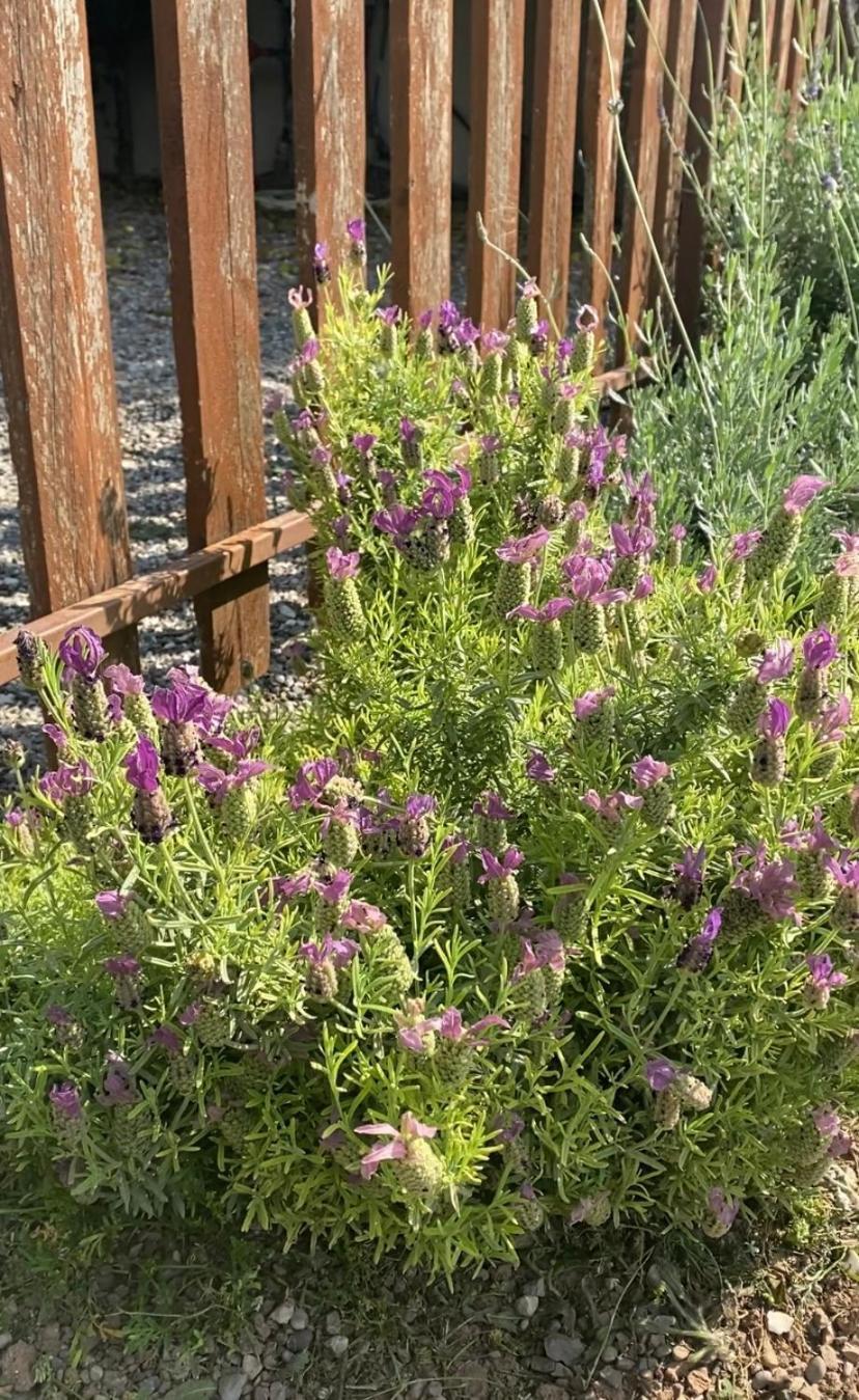 Lavender Farm House Nafpaktos エクステリア 写真